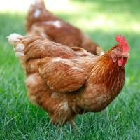 За неправильное обращение с побочными продуктами животноводства установлен штраф до 600 тыс. руб.